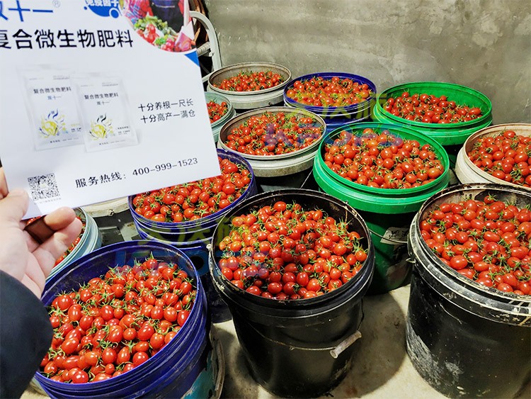 夫沃施進(jìn)口肥怎么樣？