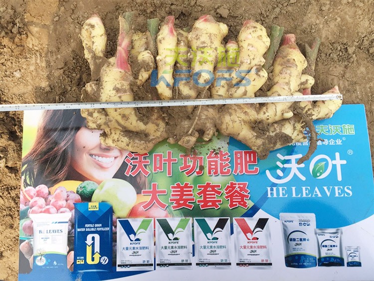 水溶肥用量少，可是效果卻很好！