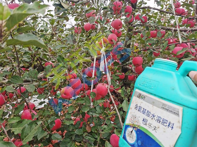 蘋(píng)果樹(shù)用什么生根肥好？看看這款！
