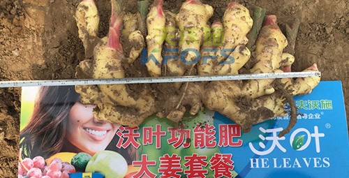 水溶肥用量少，可是效果卻很好！