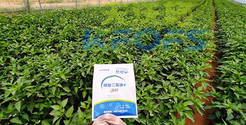 磷酸二氫鉀不好用？那是因?yàn)闆]選對(duì)！