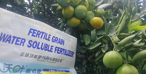 柑橘轉色，這幾點你一定要注意！