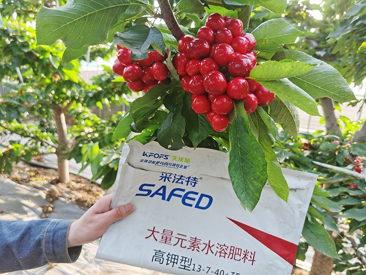 大櫻桃用什么水溶肥又大又甜？