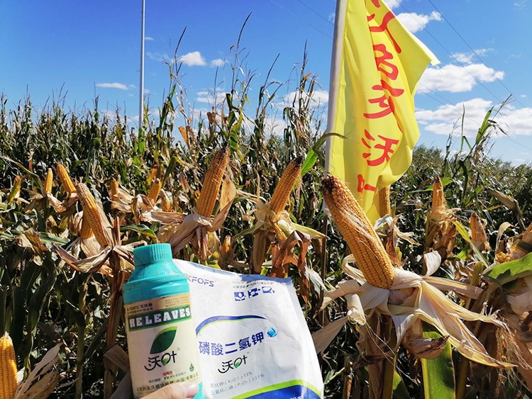 玉米葉面肥哪個(gè)品牌好？