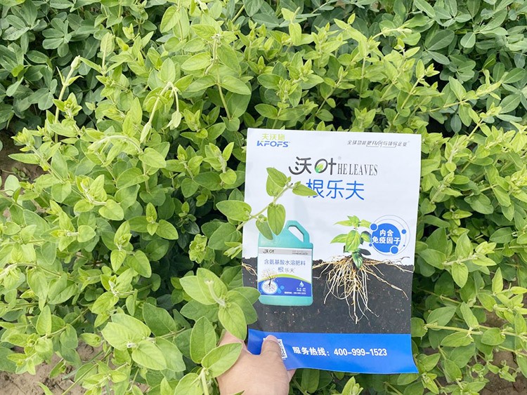 水溶肥這樣搭配使用，解決金銀花根腐黃化