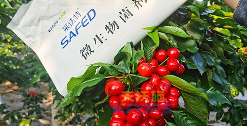 進口水溶肥怎么選？參考這三點就夠了！
