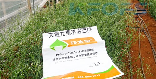 進口水溶肥以色列的哪家好？