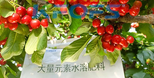 大量元素水溶肥為什么都說進(jìn)口的好？
