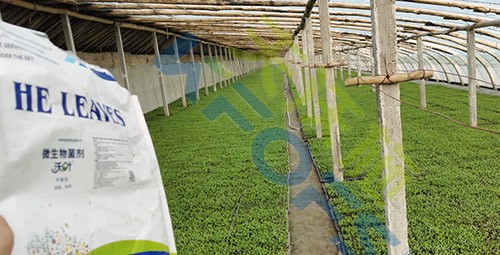 微生物菌劑廠家哪家好？