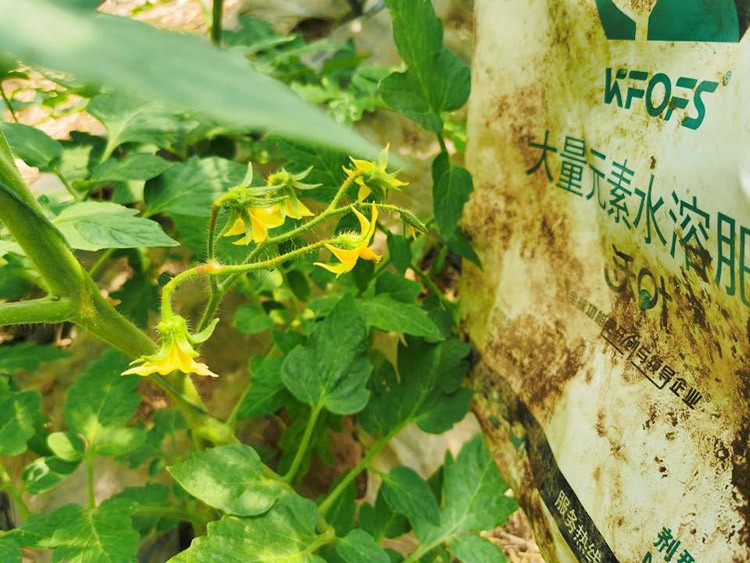 水溶肥哪種的效果好？看完別說不知道了！