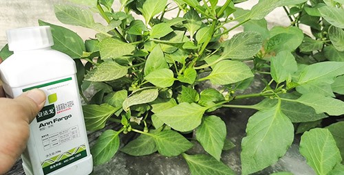 解藥害用什么葉面肥好？