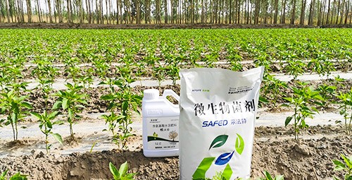 微生物菌肥哪家好？用效果說話！