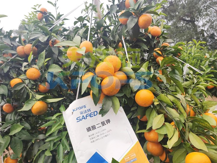 柑橘專用肥選采法特，就是不一樣！