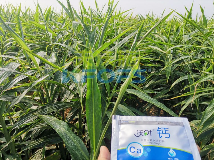 鈣肥為何在大姜上全程使用？