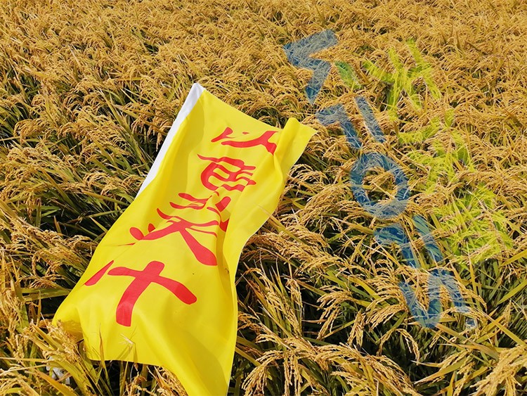水稻用水溶肥，這三個方面的效果很明顯！