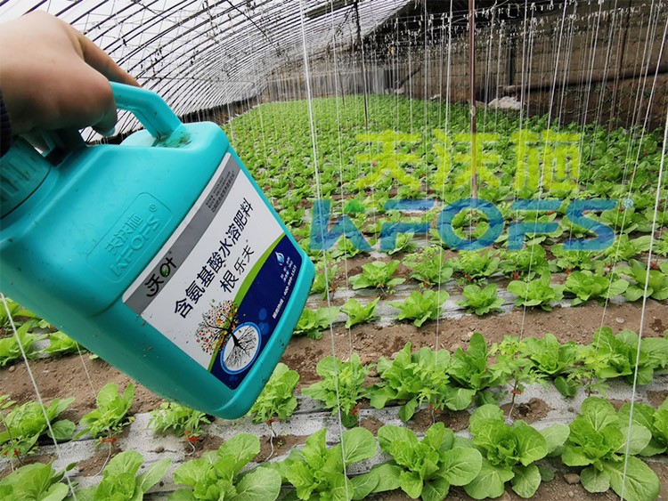 蔬菜用進(jìn)口水溶肥，有什么突出效果？