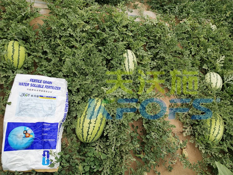 西瓜用什么進(jìn)口水溶肥好？
