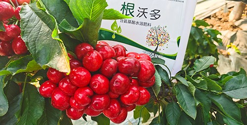 大櫻桃水溶肥廠家哪家好？這樣的才更可靠！