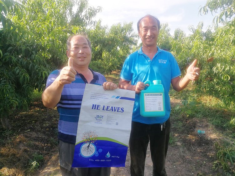 桃樹根腐不可怕，怕的是不用水溶肥治療！