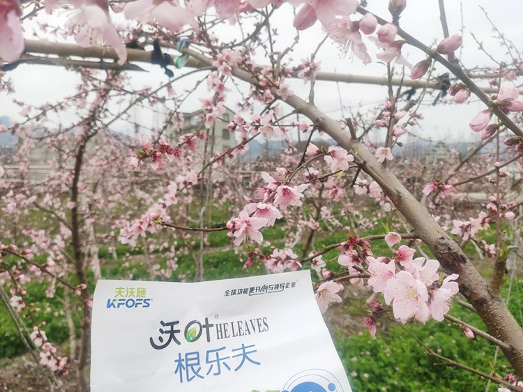 桃樹根腐不可怕，怕的是不用水溶肥治療！