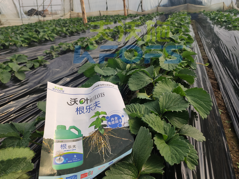 草莓結(jié)果的時候要施什么肥？別再用錯了！