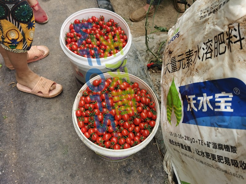 這款大量元素水溶肥，看完為何都很心動？