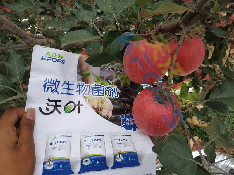 微生物菌劑，作物豐收的關(guān)鍵所在！