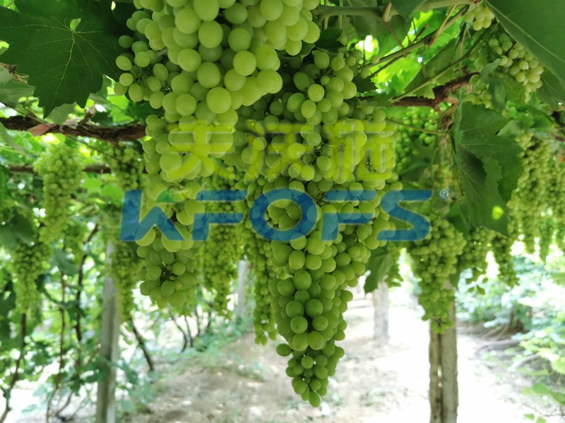 磷酸二氫鉀什么牌子是正宗的？