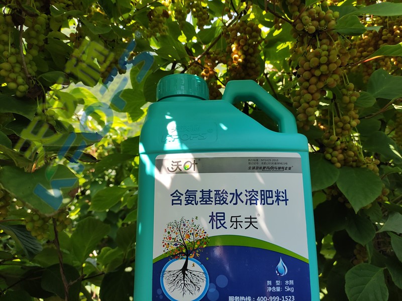 沃葉水溶肥效果怎么樣？一起來驗(yàn)證！