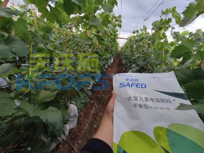 如何選擇靠譜的水溶肥廠家？很重要！