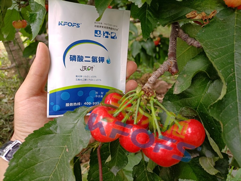 磷酸二氫鉀的正規(guī)廠家哪個(gè)好？這些方面要記牢！