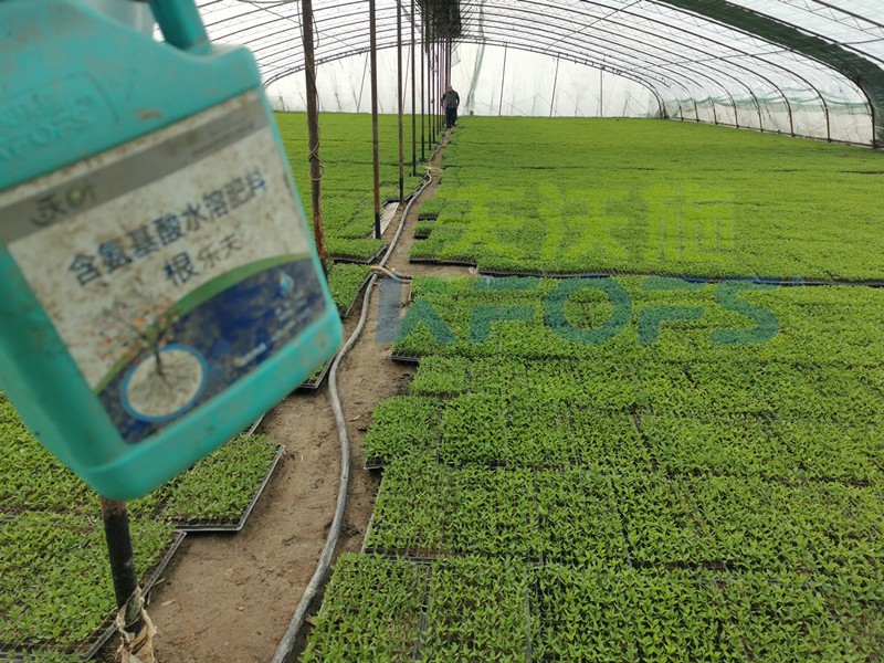 生根劑-辣椒用沃葉根樂(lè)夫生根劑效果1.jpg