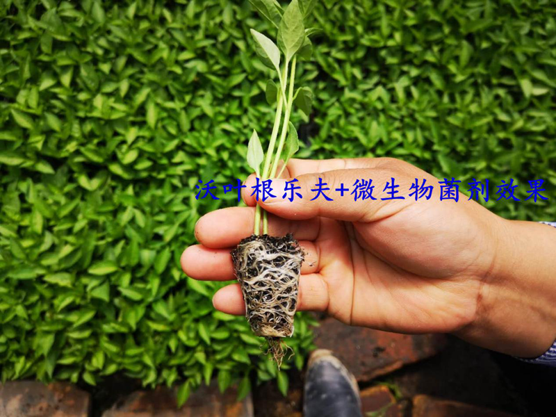 生根劑的正確的使用方法，看這篇就夠了！