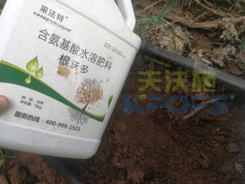 如何選擇一款好的生根劑？