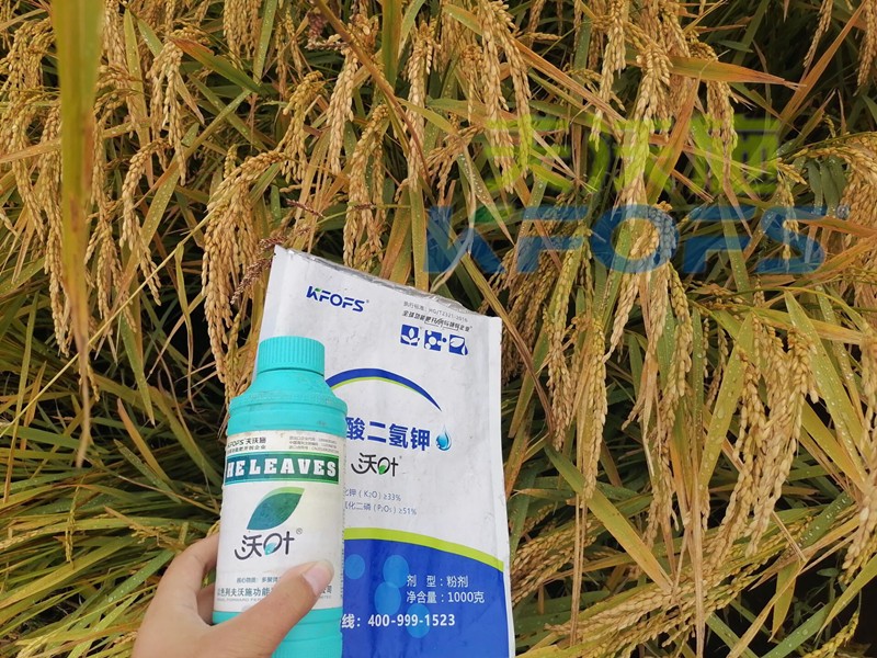 磷酸二氫鉀的用途真大，這三條必看！