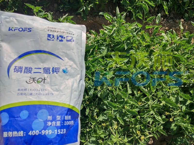 番茄控旺用磷酸二氫鉀效果好嗎？