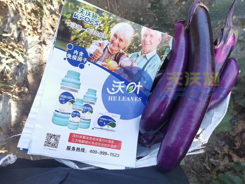 葉面肥哪個好？這款都說好