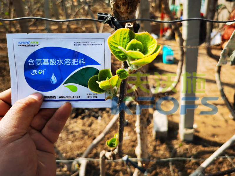 獼猴桃冬季施什么肥料,抵抗性強(qiáng)？
