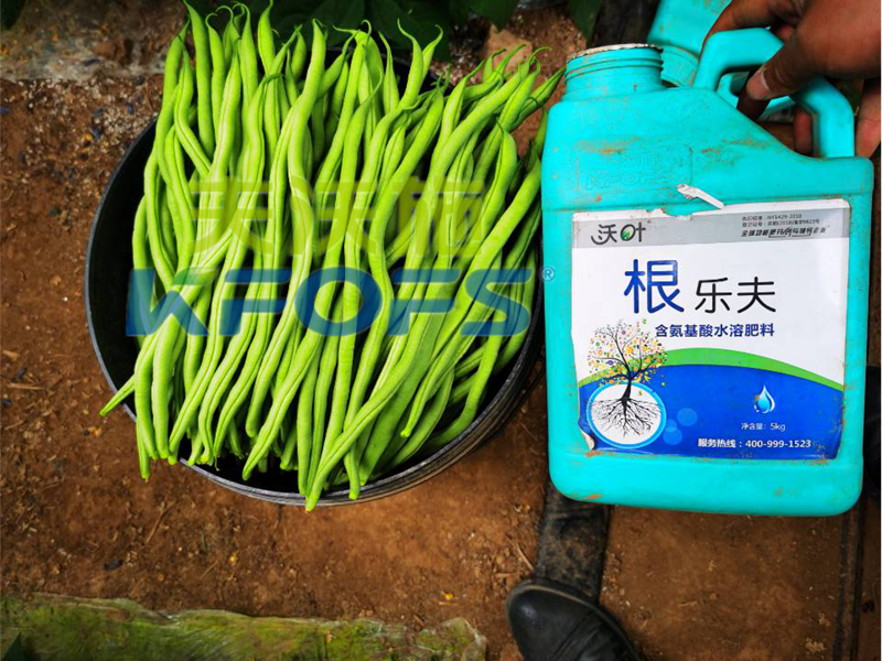 豆角用什么肥料產(chǎn)量高？效益好？
