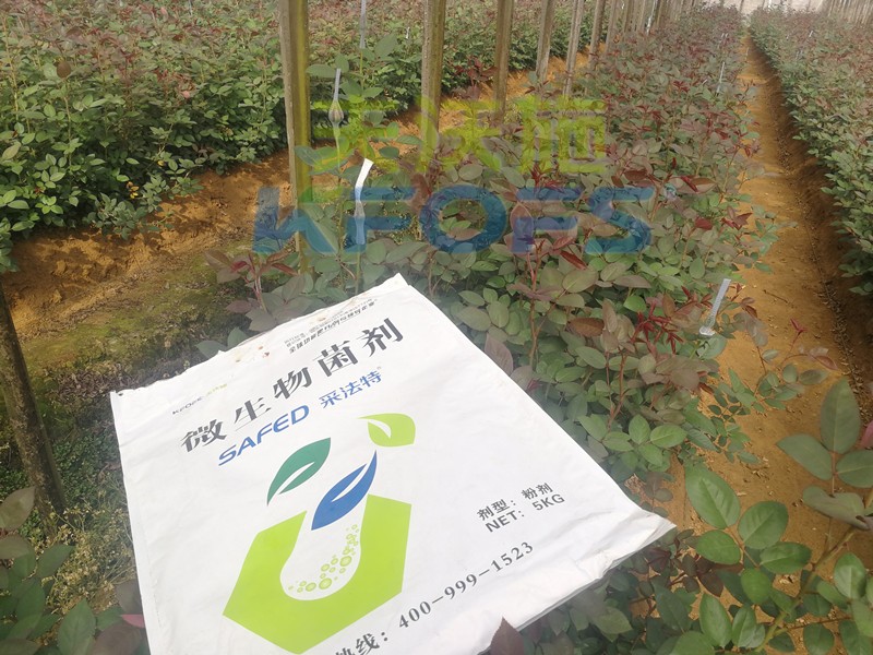 玫瑰水溶肥哪家好？問問基地老板就知道