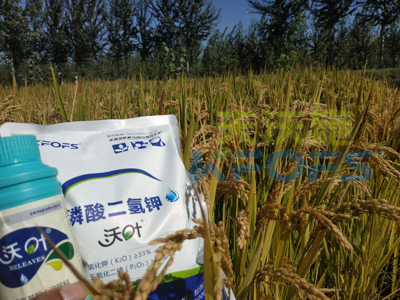 葉面肥-水稻用沃葉葉面肥、二氫鉀效果.png
