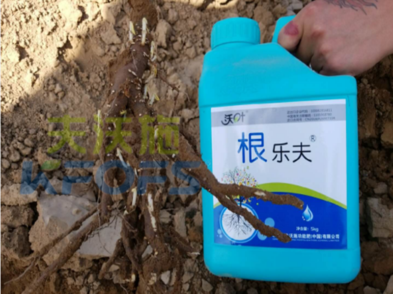 水溶肥越來越難做，他竟然能如此輕松？讓我們一探究竟！