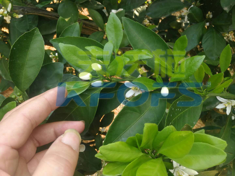 沃葉保花保果三劍客效果.png