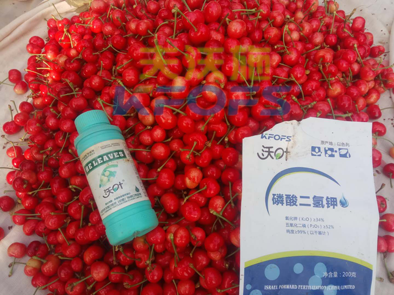 ?；ū９~面肥，哪個牌子好？