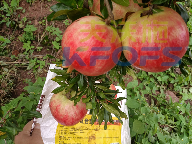 水溶肥-石榴用沃葉顆粒水溶肥1.png