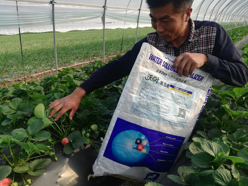 草莓用什么肥料好？沃葉水溶肥怎么樣？