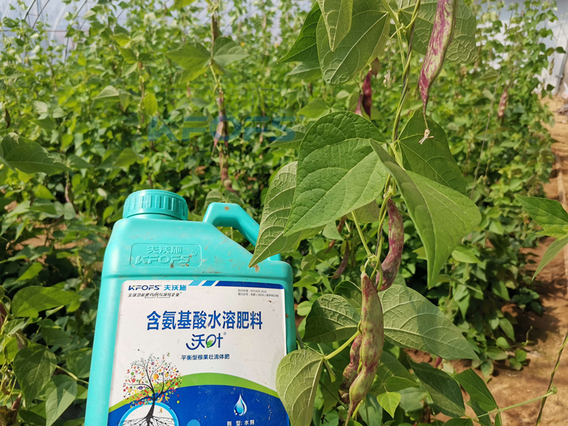 豆角追肥用什么肥料好？楊總很有發(fā)言權(quán)！