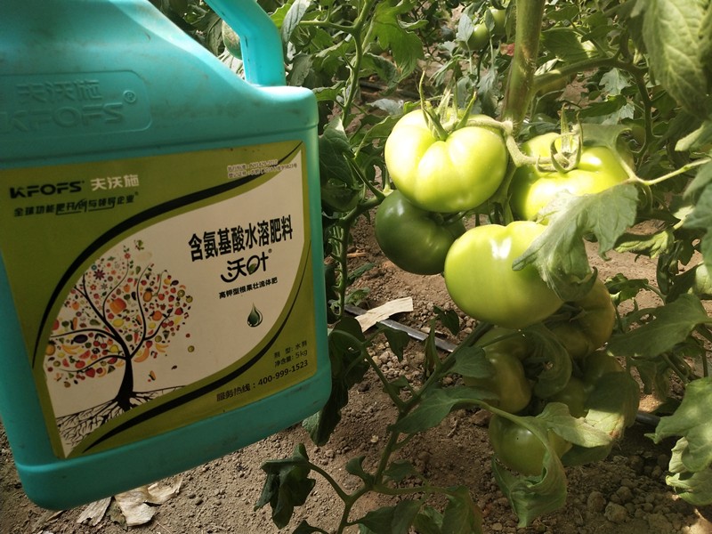 生根劑-黃瓜用沃葉根樂(lè)夫生根劑效果1.jpg