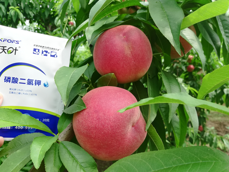 桃樹施什么肥料好？李大哥對(duì)比案例！