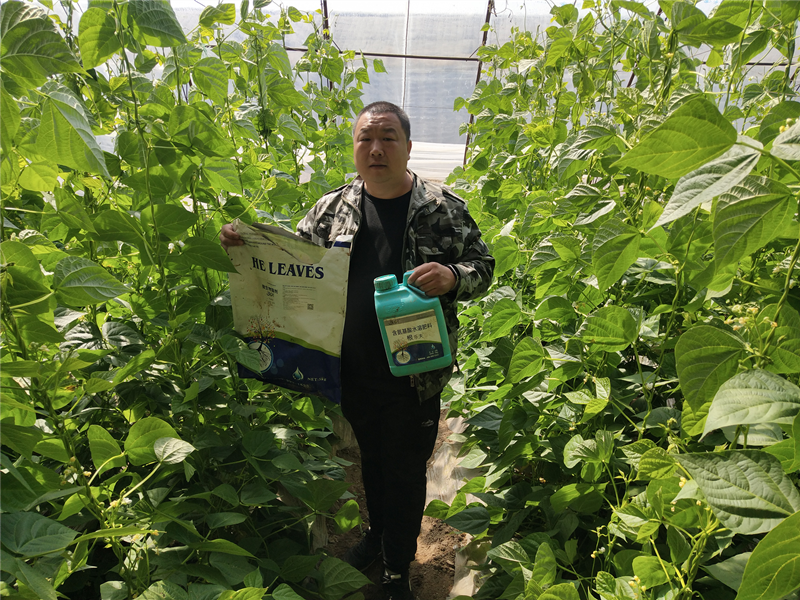 水溶肥-豆角用沃葉菌劑+根樂(lè)夫效果.png